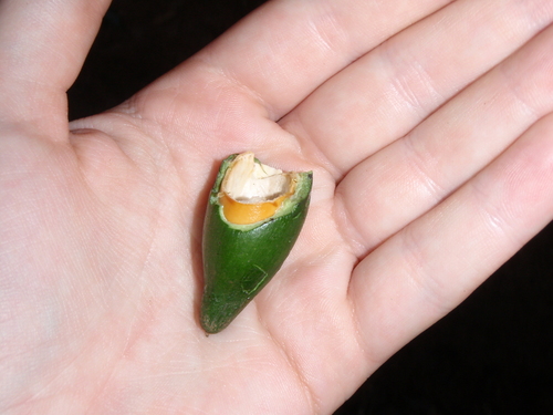 Pouteria adolfi-friederici subsp. australis — photo