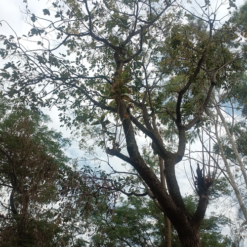 Pouteria adolfi-friederici subsp. australis — photo