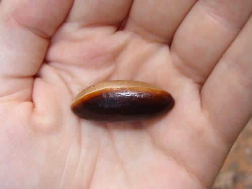 Pouteria adolfi-friederici subsp. australis