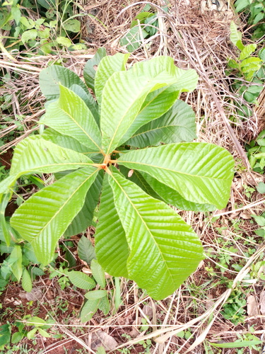 Pouteria alnifolia — photo