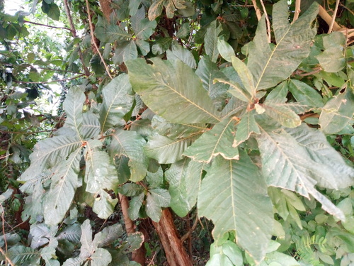Pouteria alnifolia — photo