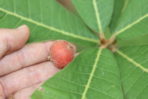 Pouteria alnifolia