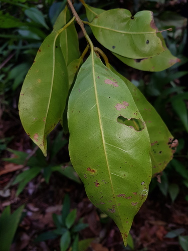Pouteria amygdalicarpa — photo