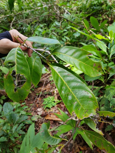 Pouteria amygdalicarpa
