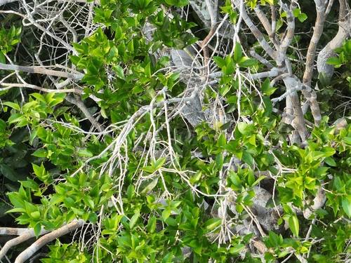 Pouteria anomala