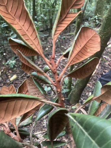 Pouteria arguacoensium (Colombia pouteria) — photo