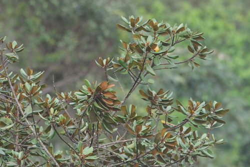Pouteria arguacoensium (Colombia pouteria) — photo