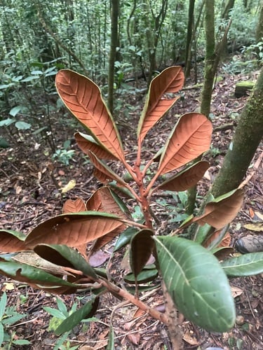 Pouteria arguacoensium
