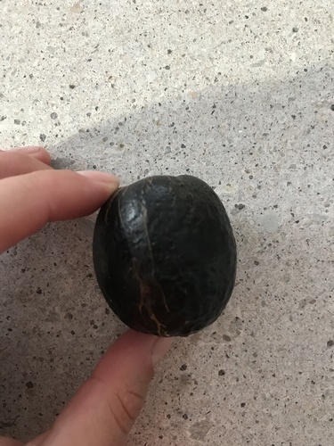 Pouteria australis (Black Apple) — photo