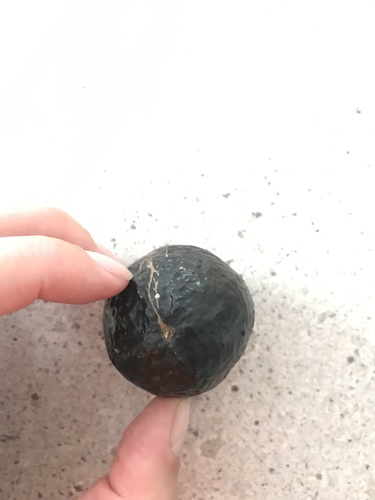 Pouteria australis (Black Apple) — photo