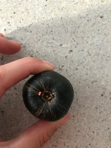 Pouteria australis