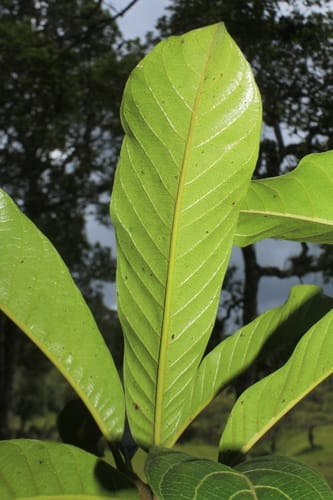 Pouteria baehniana (Yaas) — photo