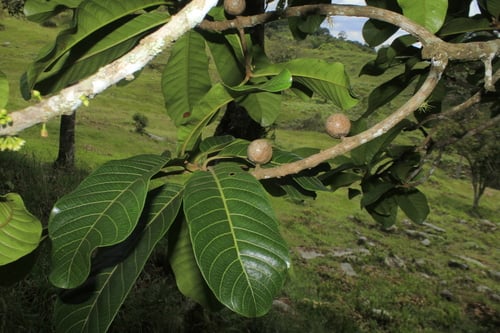 Pouteria baehniana
