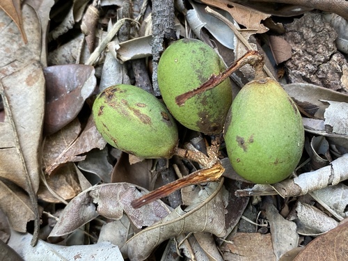 Pouteria bangii — photo