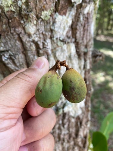 Pouteria bangii