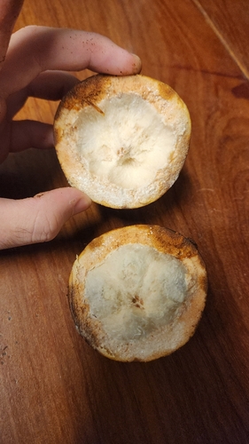 Pouteria beaurepairei (Guaquapari) — photo