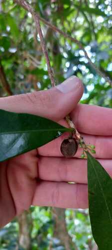 Pouteria beaurepairei (Guaquapari) — photo