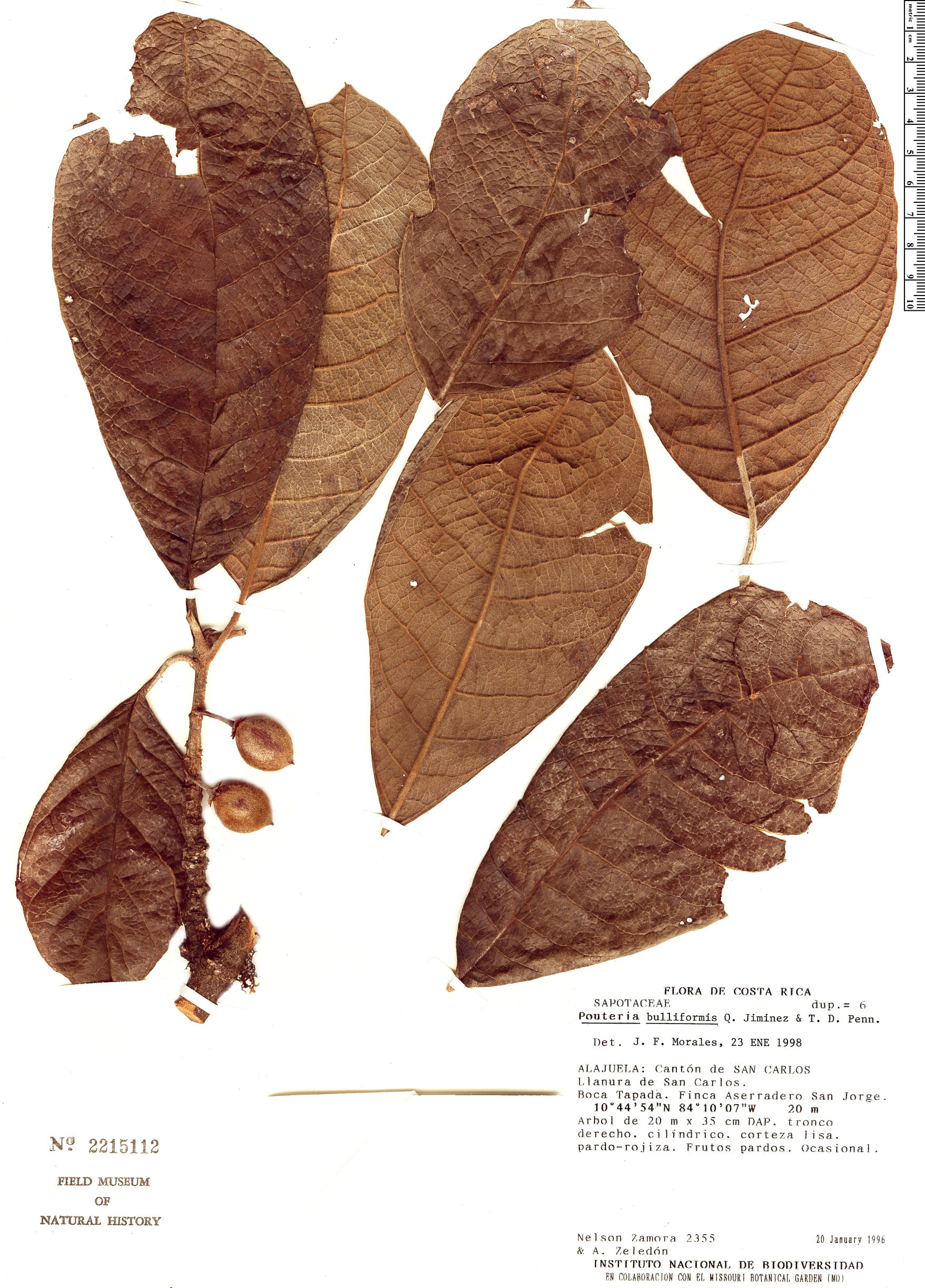 Pouteria bracteata