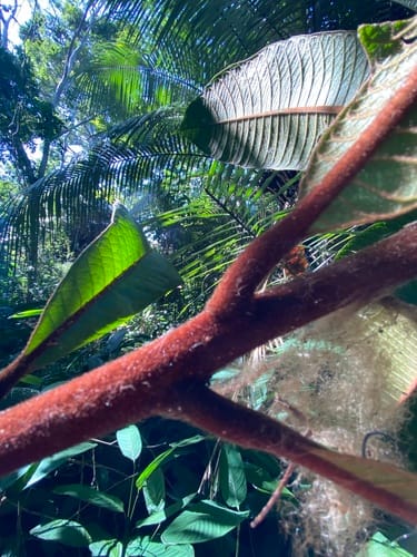 Pouteria bullata (Bullate pouteria) — photo