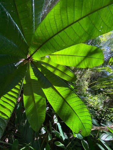 Pouteria bullata (Bullate pouteria) — photo