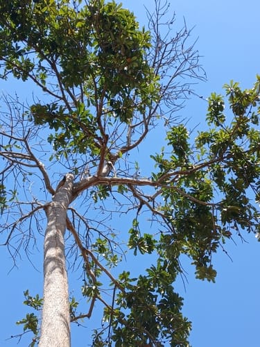 Pouteria butyrocarpa (Oilyfruit pouteria) — photo