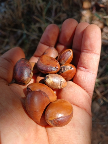 Pouteria butyrocarpa