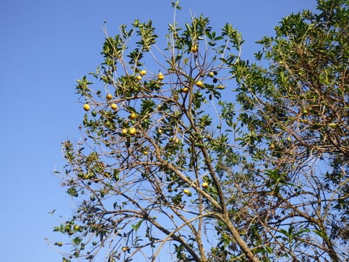 Pouteria caimito (Abiu) — photo