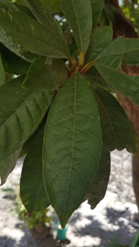 Pouteria campechiana (Egg fruit tree) — photo