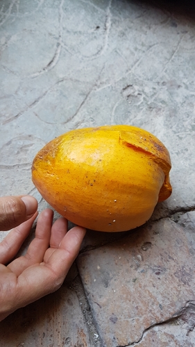 Pouteria campechiana (Egg fruit tree) — photo