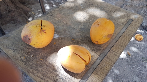 Pouteria campechiana