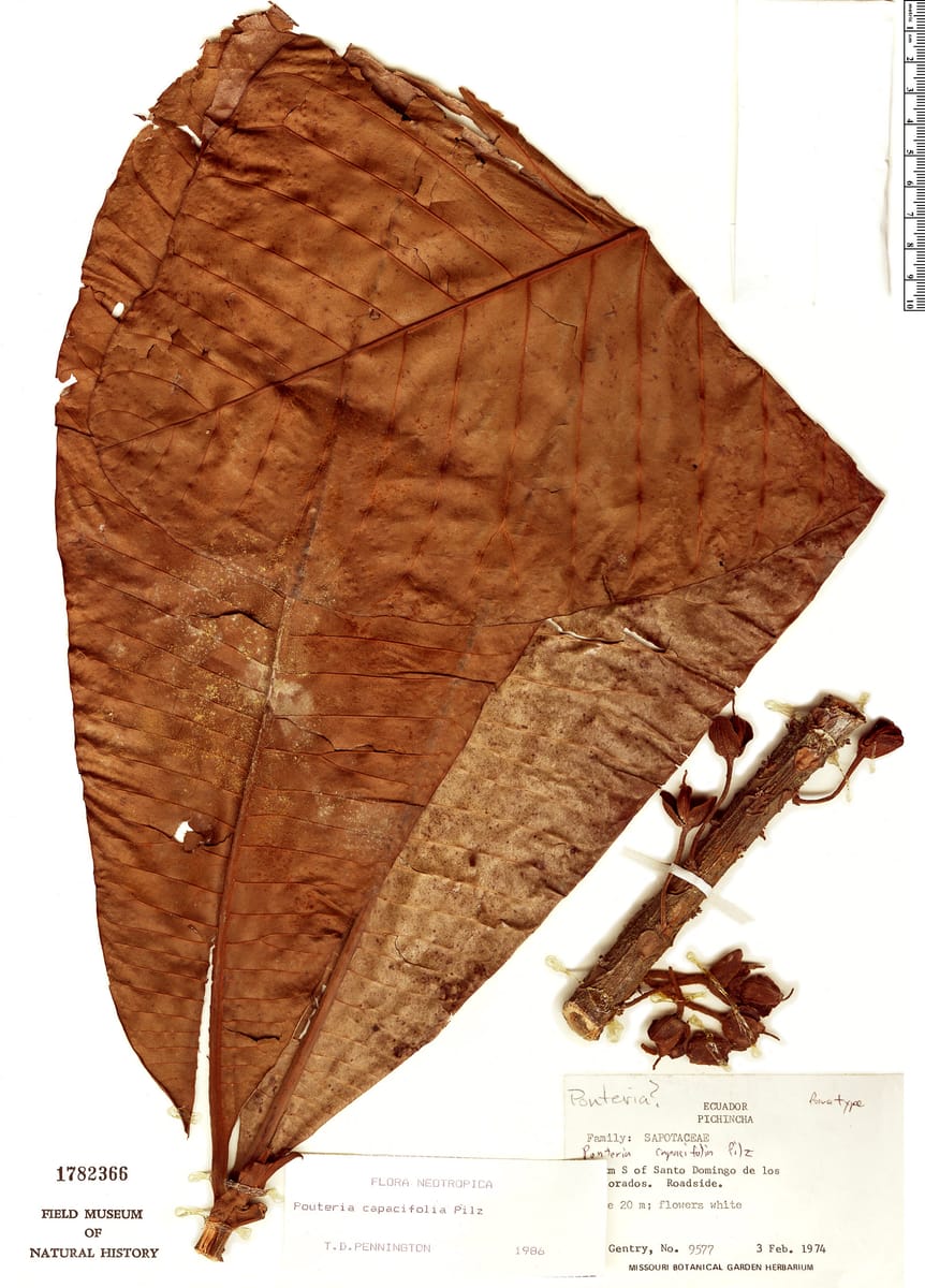 Pouteria capacifolia (Ecuador pouteria) — photo