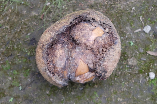 Pouteria capacifolia