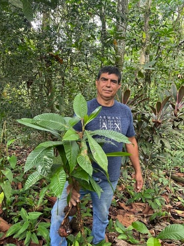 Pouteria capacifolia (Ecuador pouteria) — photo