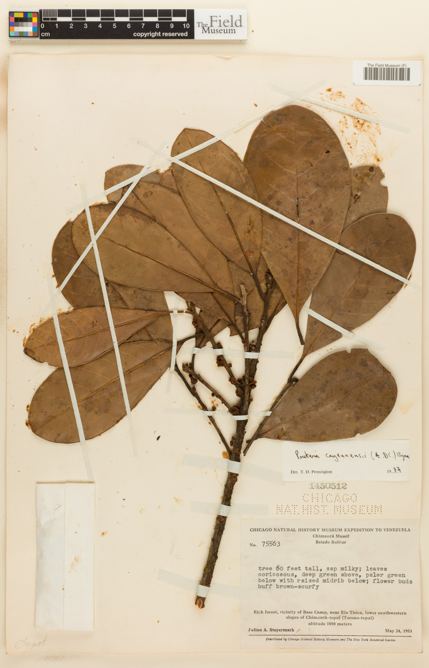 Pouteria cayennensis (Cayenne pouteria) — photo