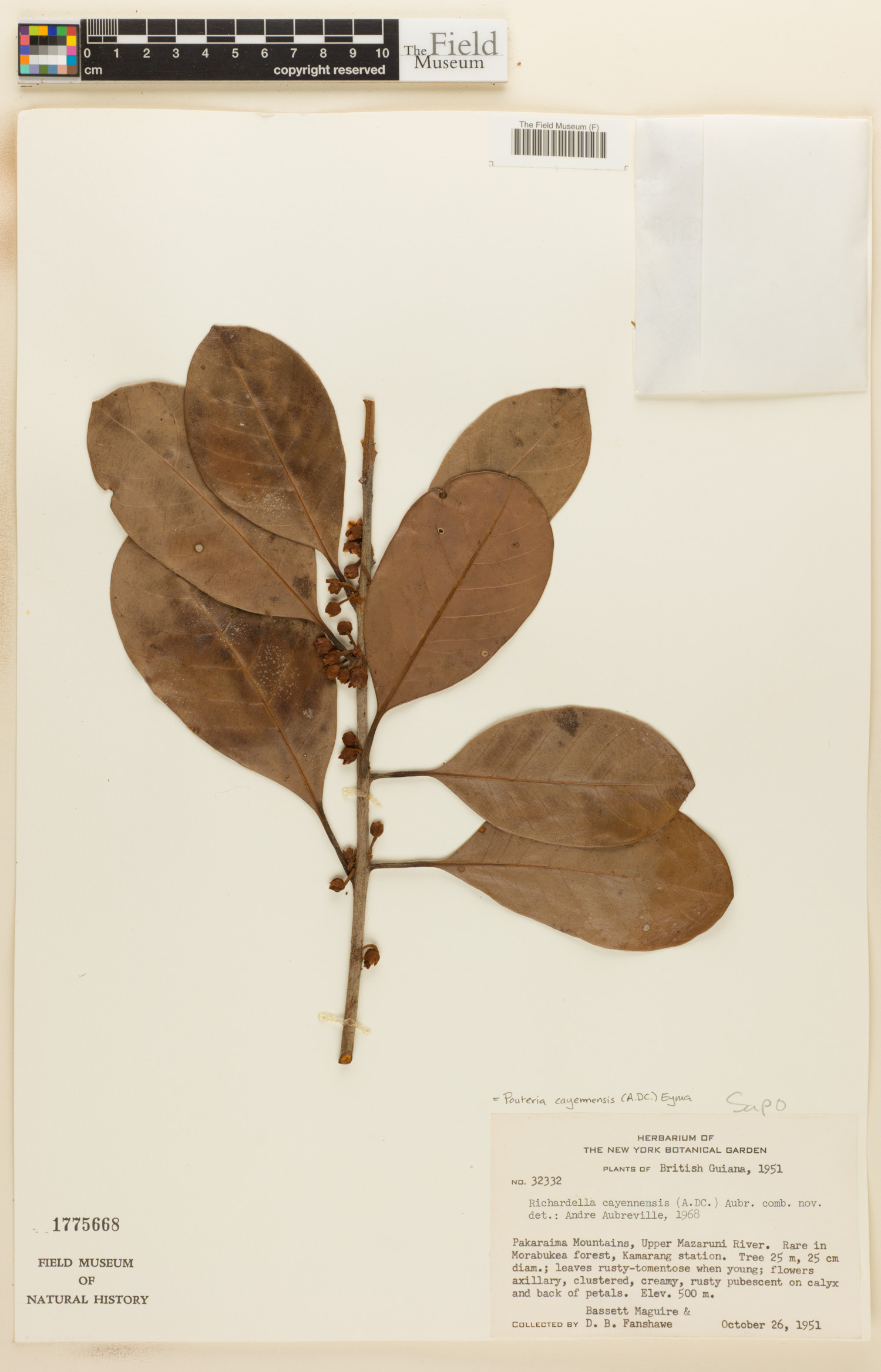 Pouteria cayennensis (Cayenne pouteria) — photo