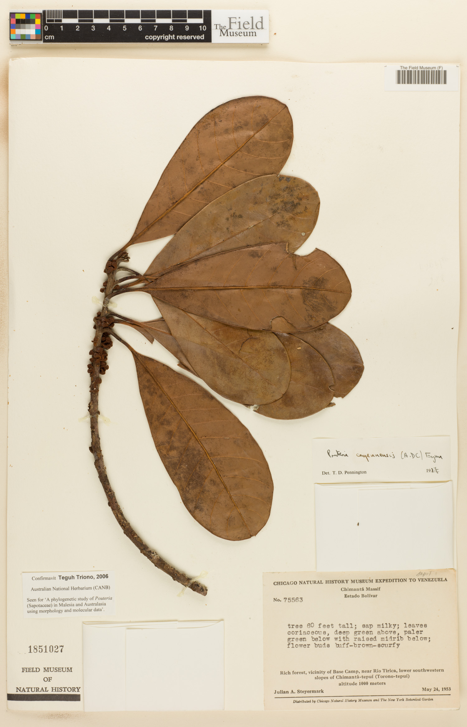 Pouteria cayennensis (Cayenne pouteria) — photo