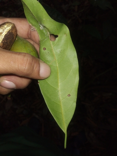 Pouteria chiricana — photo
