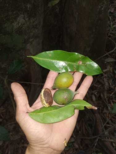 Pouteria chiricana — photo