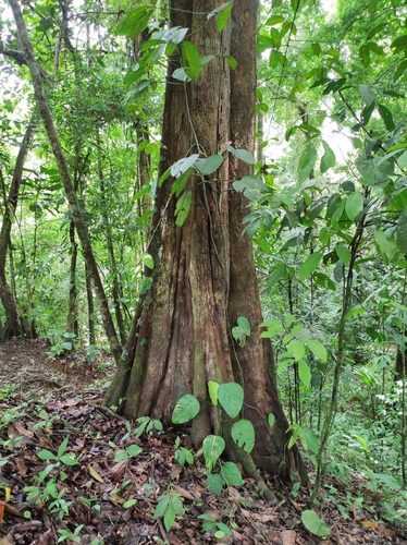 Pouteria chiricana