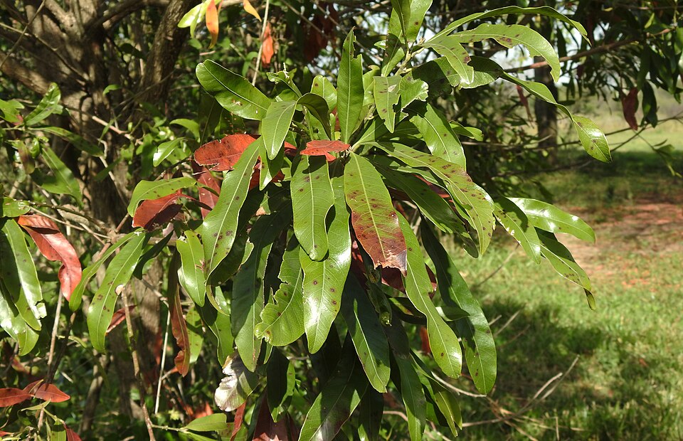 Pouteria coriacea