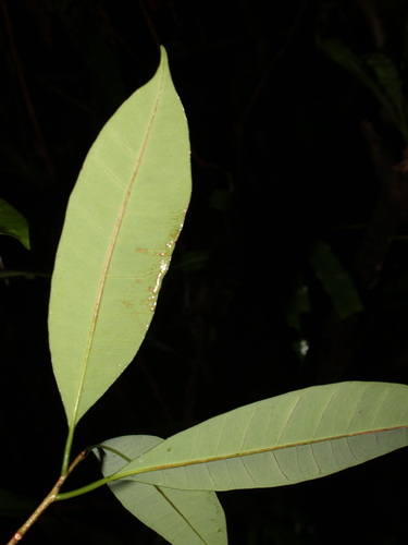 Pouteria cuspidata subsp. robusta