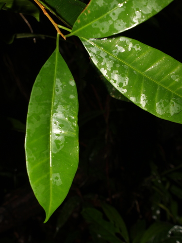 Pouteria cuspidata