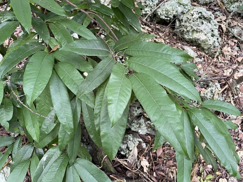 Pouteria dictyoneura — photo
