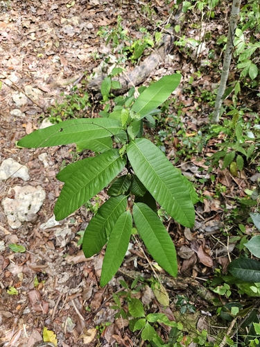 Pouteria dictyoneura — photo