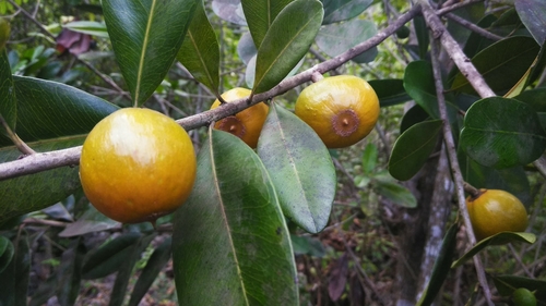 Pouteria dominigensis (Jocuma) — photo