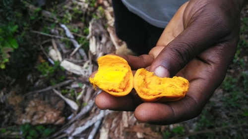 Pouteria dominigensis (Jocuma) — photo