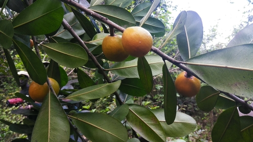 Pouteria dominigensis