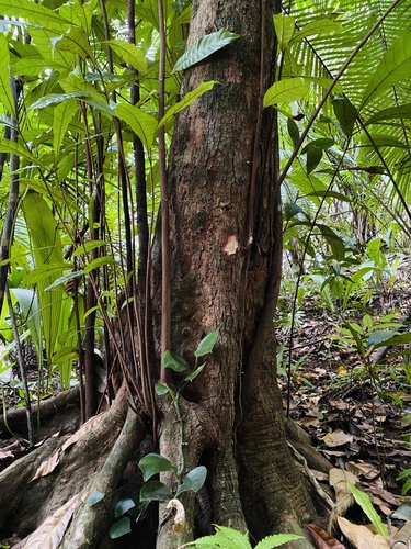 Pouteria durlandii (Lucumito) — photo