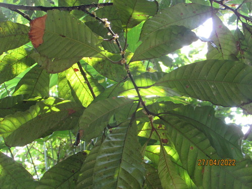 Pouteria durlandii (Lucumito) — photo