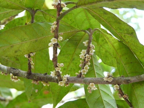 Pouteria durlandii